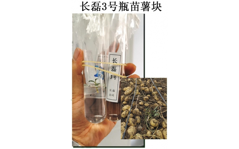 長磊農業(yè)科技開發(fā)有限公司品種研發(fā)